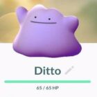 Kan du fange en skinnende Ditto i Pokemon GO?