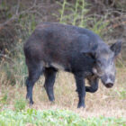 'Hold afstand' fra invasive grise, der roamer i GTA: MNRF 