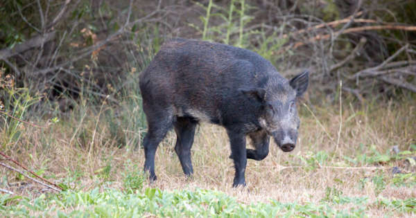 'Hold afstand' fra invasive grise, der roamer i GTA: MNRF
