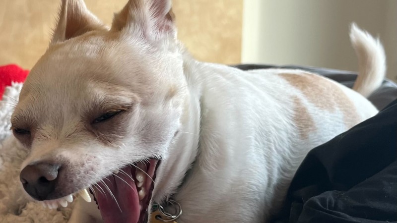 Weekend Warrior: Pet Edition – Sig hej til vores lodne familie