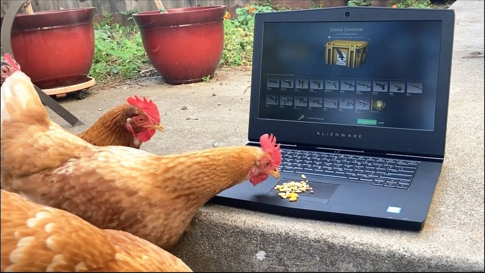 CSGO players makes real life chickens open a CSGO case