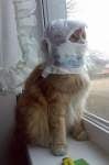hornycats avatar