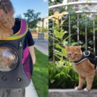 Disse herreløse mærkede tilbehør lader dig transportere din kat med futuristisk flair