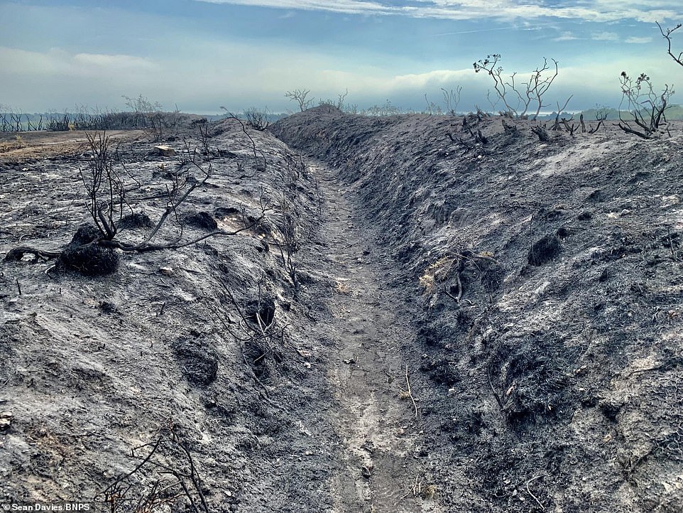 Den engang grønne Studland-halvø blev efterladt forkullet i weekenden, efter at den tre dage lange brand rev sig gennem næsset. Brandmænd måtte grave skyttegrave for at stoppe flammerne, hvilket resulterede i en 'hjemsøgt scene', som en frivillig beskrev som 'noget ud af Anden Verdenskrig'