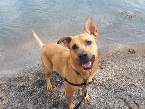 Goldie, en blond femårig hyrdeblanding på kanten af ​​vand