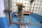 En otte uger gammel husky-mix-hvalp sidder i sit bur hos Toronto East Animal Service i Scarborough og venter på, at nogen adopterer ham den 5. juli 2022.