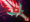 Bloodthorn icon.png