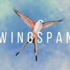 Deal Alert: Spar 40 % på Wingspan-brætspillet fra Stonemaier Games 