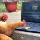 real life chickens open a CSGO case